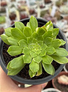 Aeonium green lemon mutacion