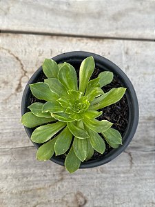 Aeonium green lemon mutacion
