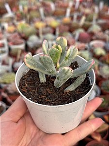 Cotyledon flanaganii variegata (sem raiz)