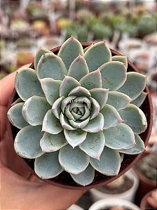 Echeveria violet queen