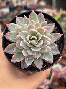 Echeveria violet queen