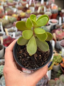 Senecio jacobsenii