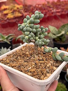 Delosperma lehmannii (bonsai)