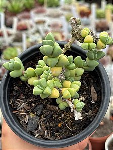 Delosperma lehmannii (coração partido)