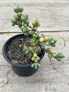 Delosperma lehmannii (coração partido)