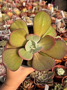 Echeveria angel wings reversa G