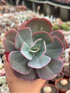 Echeveria angel wings reversa G