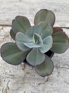 Echeveria angel wings reversa G