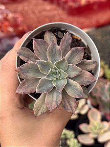 Echeveria rippling watters variegata