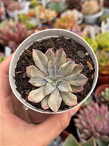 Echeveria rippling watters
