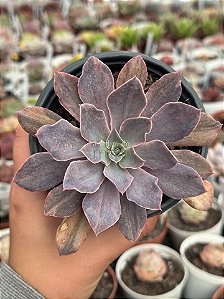 Echeveria rippling watters