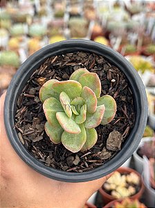 Echeveria goiabinha