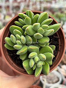 Crassula ausensis