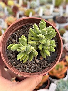 Crassula ausensis