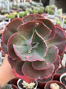 Echeveria meridian G