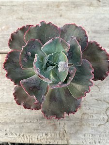 Echeveria meridian G