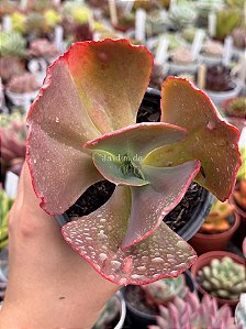 Echeveria meridian