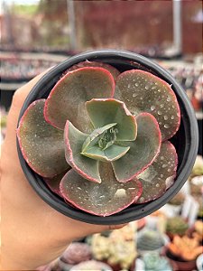 Echeveria meridian