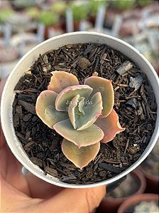Echeveria Sweet snow variegata