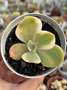 Echeveria Sweet snow variegata