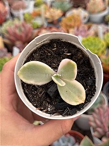 Echeveria Sweet snow variegata