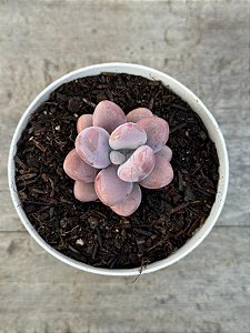 Graptopetalum amethystinum P