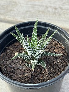 Haworthia fasciata Alba ‘Super zebra’