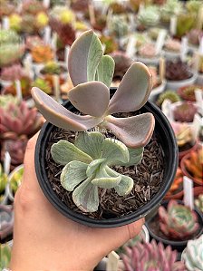 Pachyveria jocelyn joys