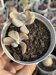 Pachyveria jocelyn joys