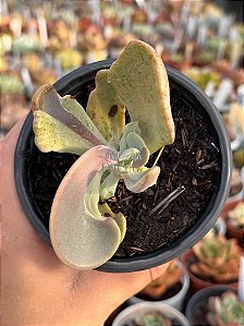 Pachyveria jocelyn joys