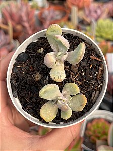 Pachyveria jocelyn joys