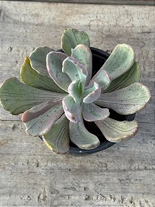 Pachyveria jocelyn joys