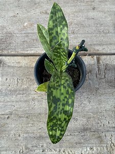Orquidea Paphiopedilum Maudiae (Callosum Albo x Lawrenceanum) - Sapatinho