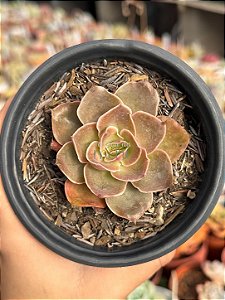 Echeveria rubra