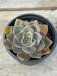 Echeveria rubra