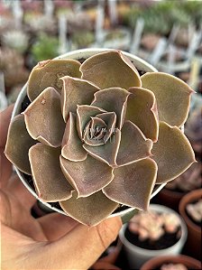 Echeveria rubra
