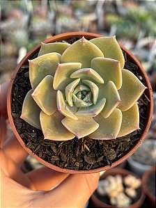 Graptoveria margareth reppin
