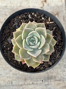 Graptoveria margareth reppin