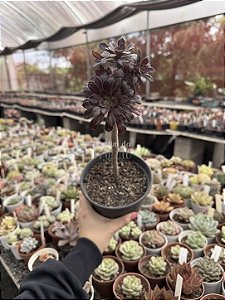 Aeonium arboreum atropurpureum (arvorezinha colônia)