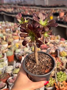 Aeonium arboreum atropurpureum (arvorezinha colônia)