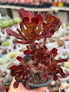 Aeonium arboreum (arvorezinha colônia)