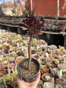 Aeonium arboreum atropurpureum (arvorezinha colônia)