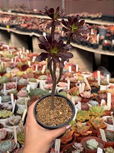 Aeonium arboreum atropurpureum (arvorezinha colônia)