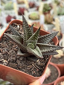 Haworthia limifolia 'Fairy Washboard'