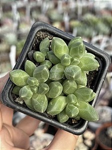 Pachyphytum compactum (diamante) colônia