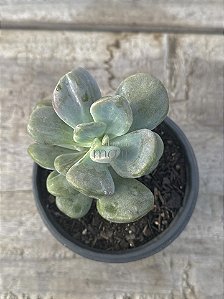 Pachyphytum blue haze monstruoso