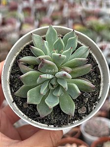 Echeveria olivine