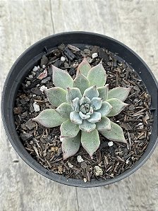 Echeveria olivine
