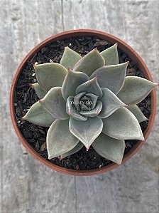 Echeveria serengeti