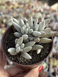 Senecio haworthii